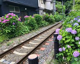 御霊神社あじさい