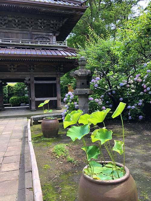鎌倉英勝寺あじさい