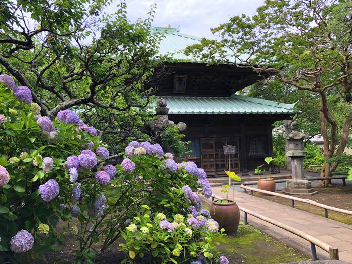 鎌倉英勝寺あじさい