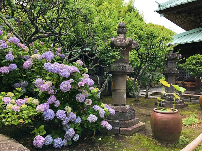 鎌倉英勝寺あじさい