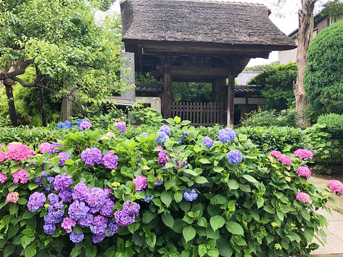 鎌倉極楽寺あじさい