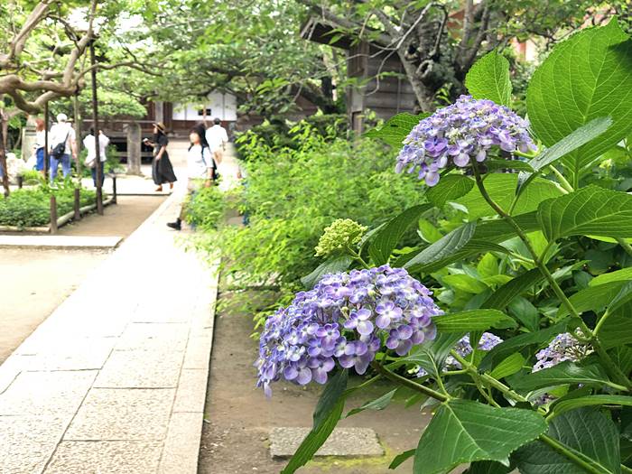 鎌倉極楽寺あじさい