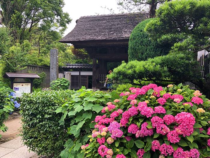 鎌倉極楽寺あじさい