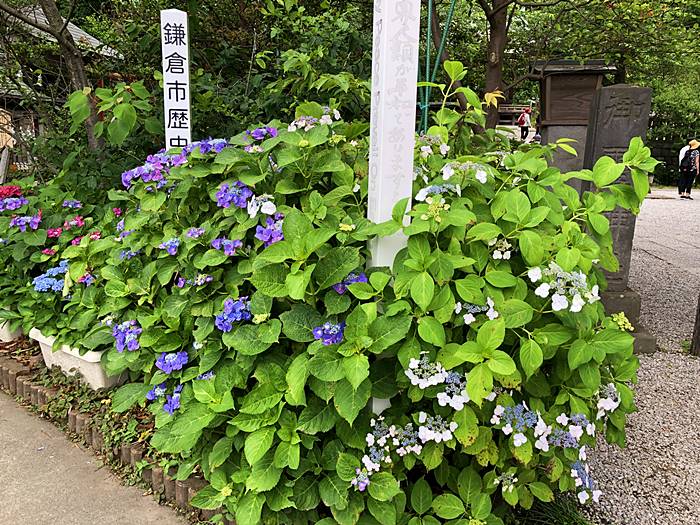 鎌倉御霊神社あじさい