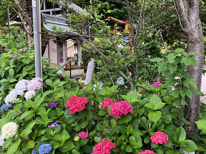 鎌倉御霊神社あじさい