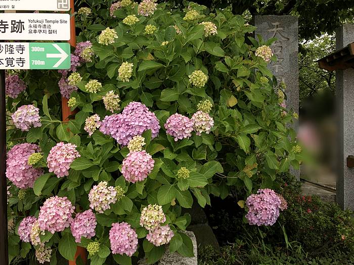 鎌倉宝戒寺あじさい