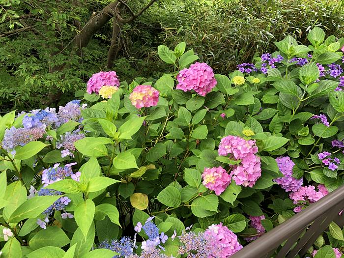 鎌倉成就院あじさい