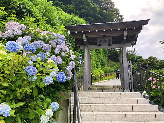 鎌倉成就院あじさい