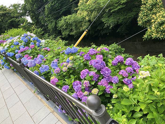 鎌倉成就院あじさい