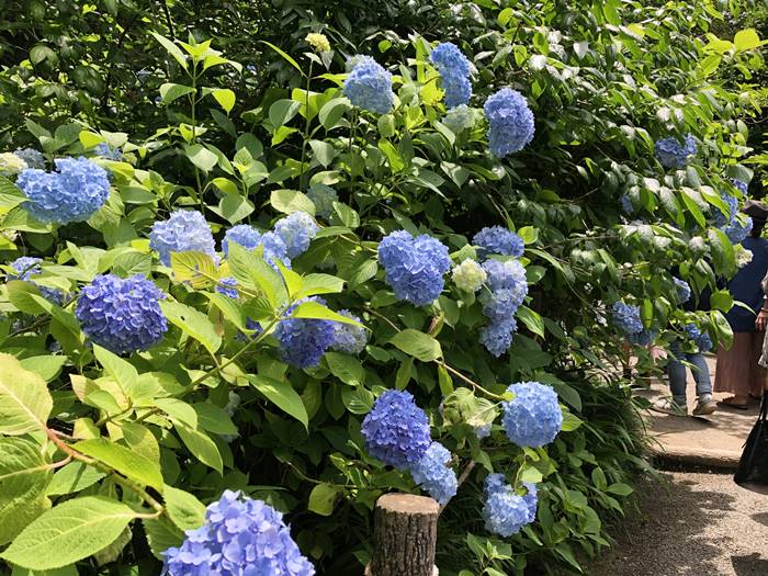 鎌倉あじさい寺明月院