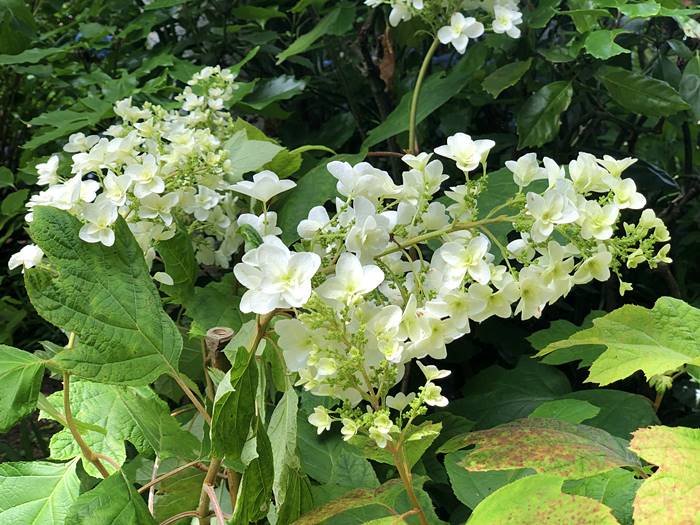 鎌倉あじさい寺かしわば紫陽花明月院