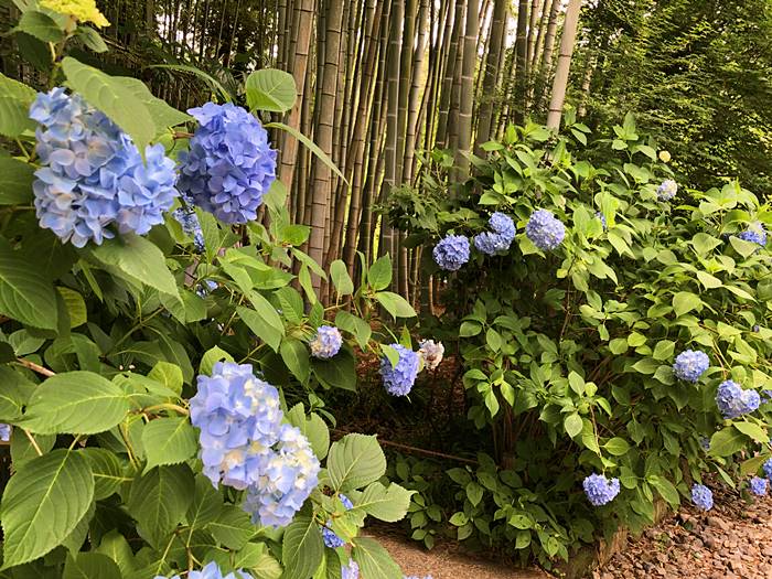 鎌倉あじさい寺明月院