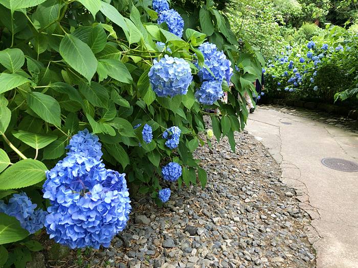 鎌倉あじさい寺明月院