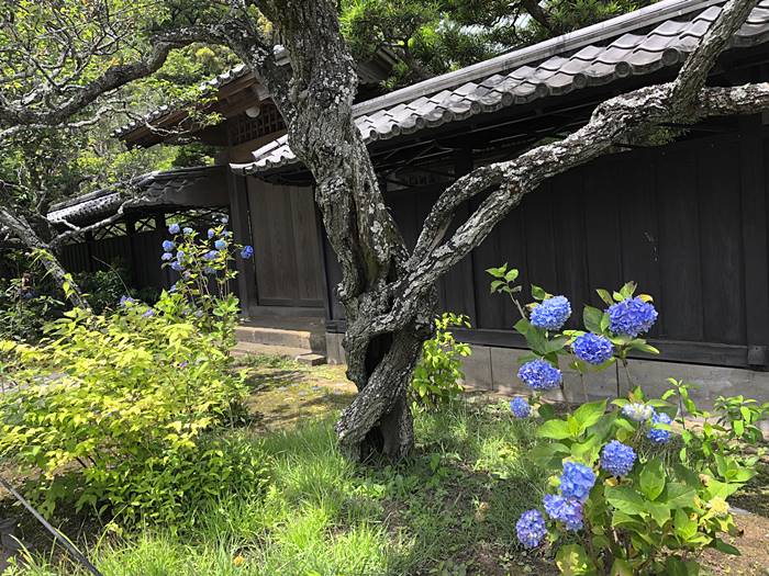 鎌倉東慶寺あじさい