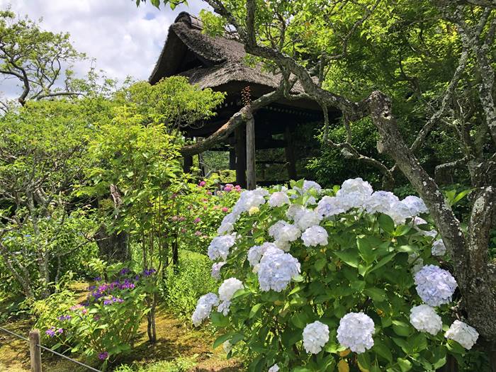 鎌倉東慶寺あじさい