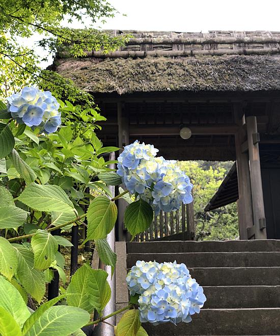 鎌倉東慶寺あじさい