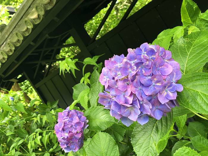 鎌倉東慶寺あじさい