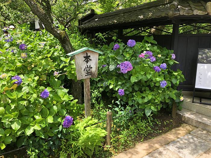 鎌倉東慶寺あじさい