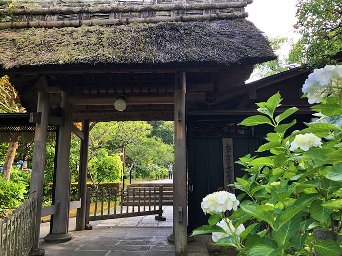 鎌倉東慶寺あじさい