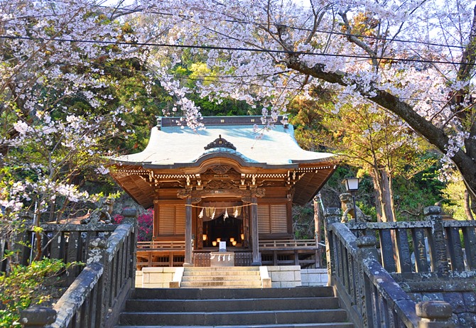 春の御霊神社桜と