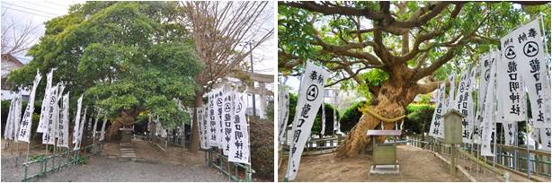 龍口明神社ご神木