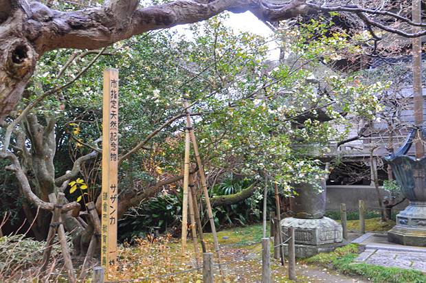 安国論寺サザンカ
