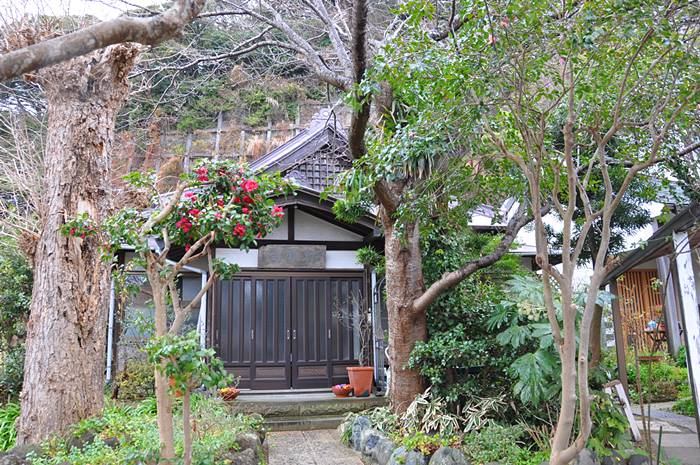 別願寺の椿