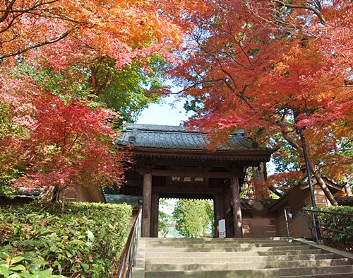 円覚寺紅葉
