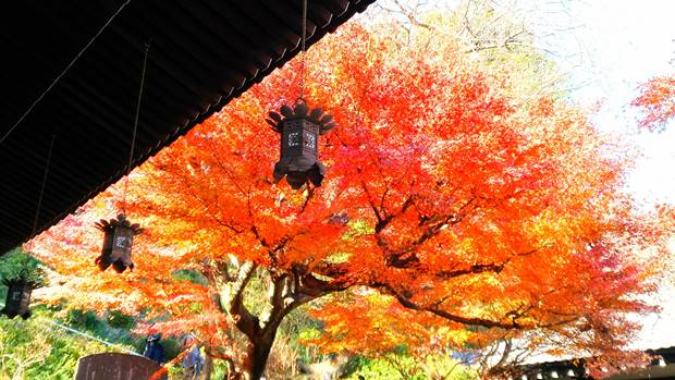 長谷寺の紅葉