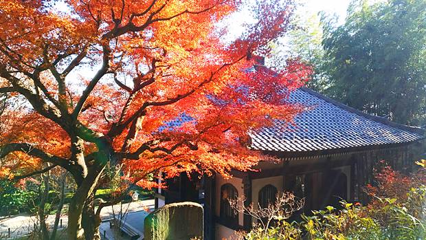 長谷寺の紅葉