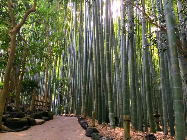 報国寺竹の寺