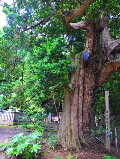 樹齢750年イヌマキ