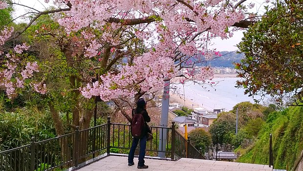 成就院桜