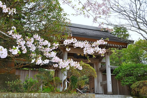 成就院山門と桜