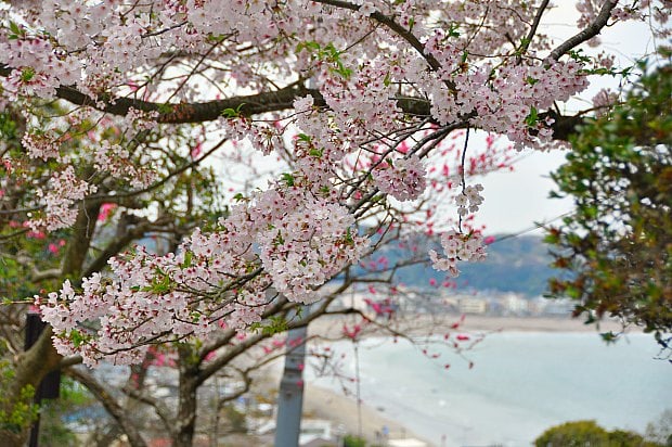 成就院桜海