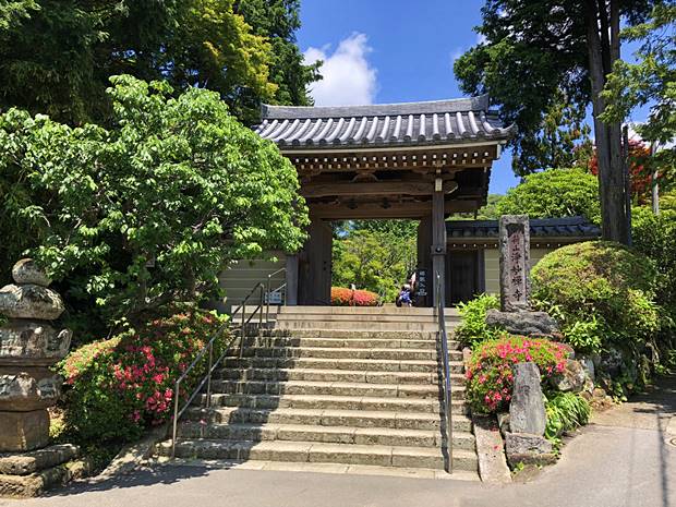 浄妙寺山門のツツジ