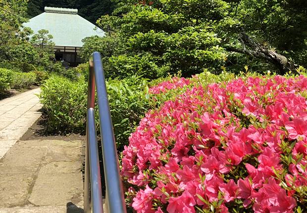 浄妙寺ツツジ