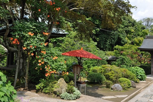 海蔵寺傘花