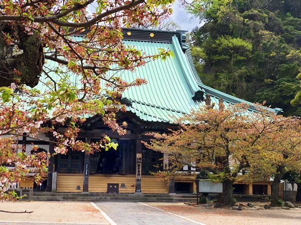 光明寺と桜と本堂。開山は法然の孫弟子然阿良忠です。