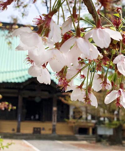 光明寺