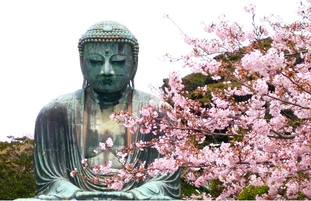 高徳院大仏桜