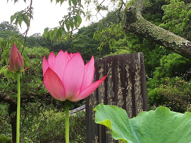 鎌倉光則寺ピンクの蓮