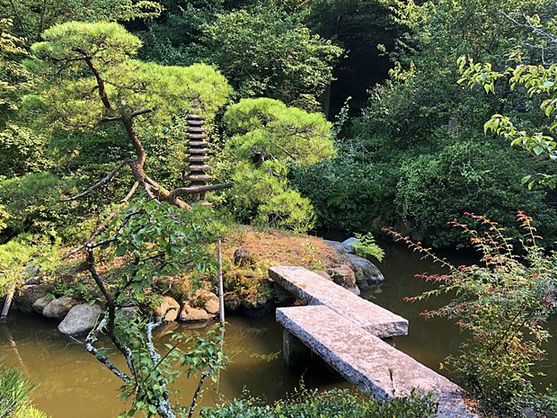 鎌倉光則寺白い蓮