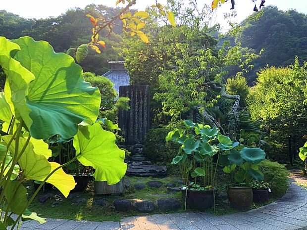 鎌倉光則寺蓮緑