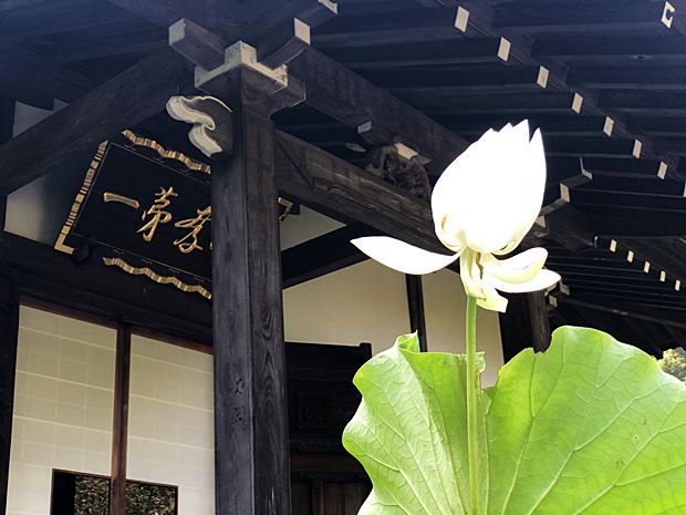 鎌倉光則寺白い蓮