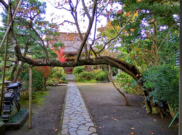 教恩寺古木
