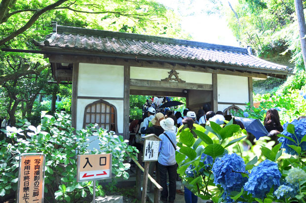 明月院アジサイ寺の入り口