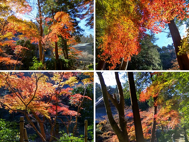 鎌倉妙本寺紅葉