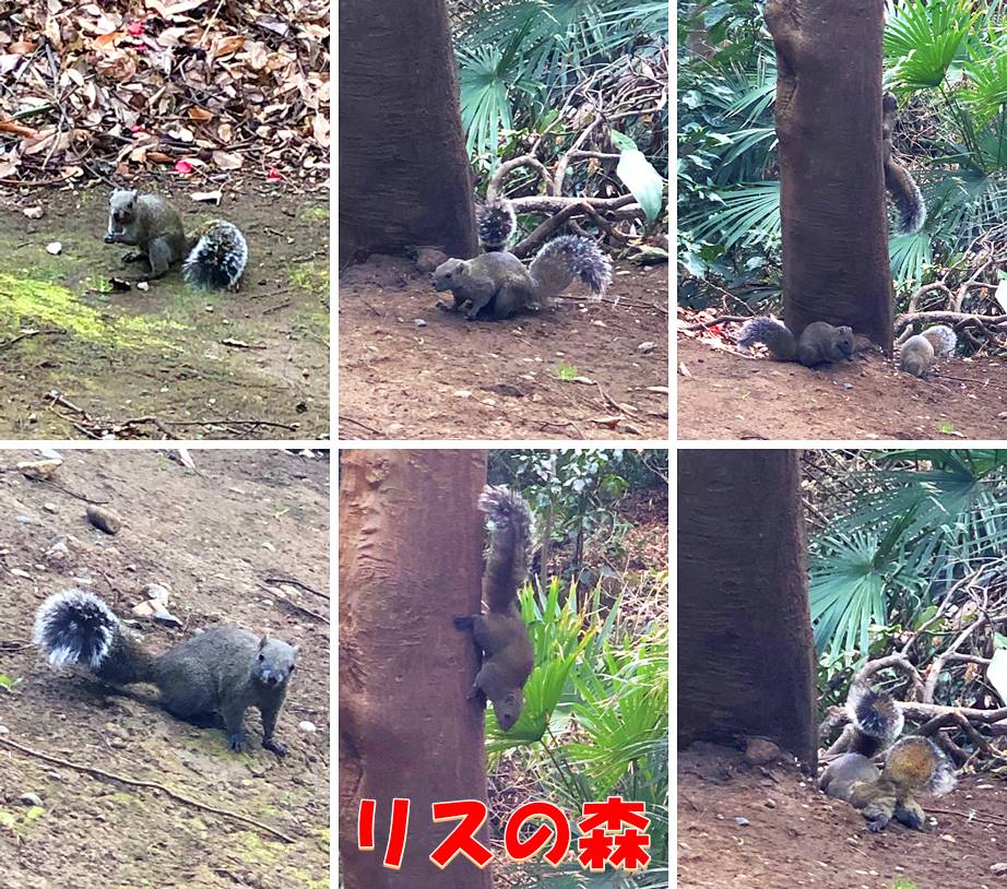 龍口寺の可愛いリス