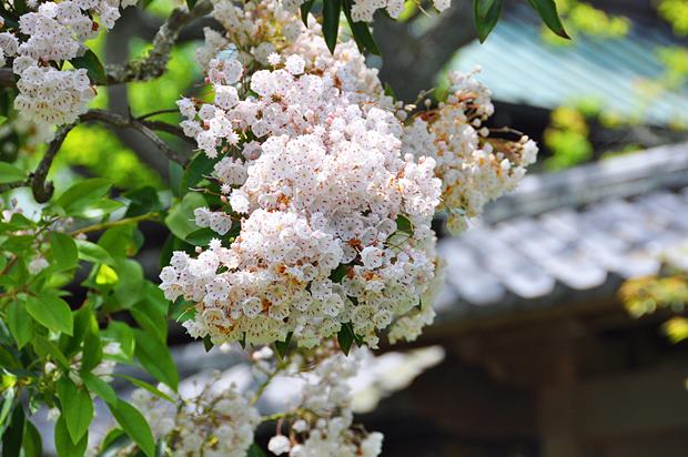 東慶寺アメリカ石楠花（しゃくなげ）） (Kalmia, Calico bush) 